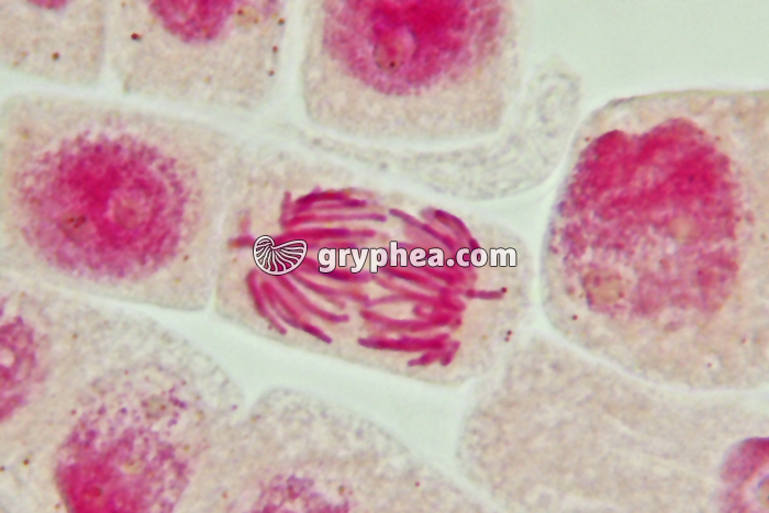 Mitose cellules de racine d'Ail - Anaphase x800 - gryphea.com